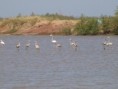 /album/photogallery/greater-and-lesser-flamingos-at-pirang-jpg/
